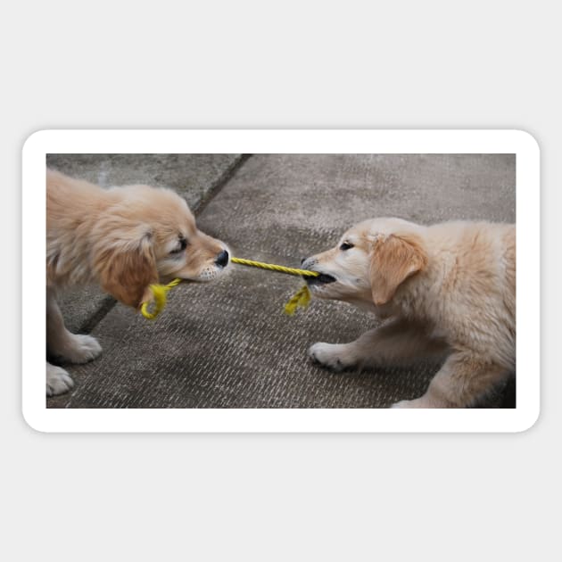 "TUG-OF-WAR" Sticker by LaurieMinor